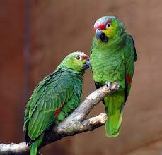 25 Red-lored Amazon Ideas Amazon Parrot Parrot Amazon