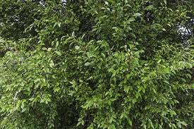 Image result for Streblus