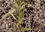 Image result for Syncolostemon linearis