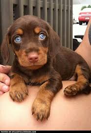 Dach Pup Tiere Hund Babytiere Susse Tiere