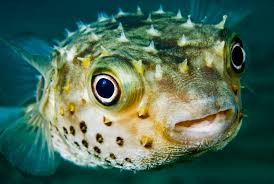 Tetraodontidae is a family of primarily marine and estuarine fish of the order tetraodontiformes. Humans And Pufferfish Share Teeth Genes Earth Earthsky