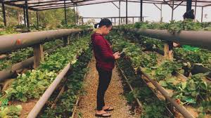 27 tempat menarik di kundasang yang rasa seperti di new zealand. Strawberry Farm Mesilau Mountain Retreat Kundasang Youtube