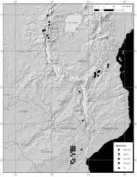 Image result for Helichrysum whyteanum