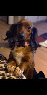 We have a small farm for our golden retrievers and horses to run and play. Dachshund Puppies For Sale Charlotte Nc 331713