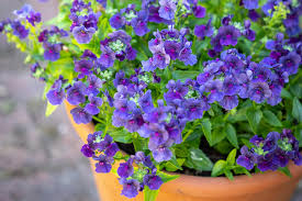 Image result for Nemesia zimbabwensis