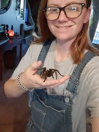 Desert blonde tarantula in Tucson, AZ