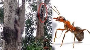 Pernahkah kamu bermimpi digigit anjing? Kronologi Seorang Pria Tewas Setelah Digigit Semut Merah Ini Bahaya Gigitan Semut Api Tribun Manado