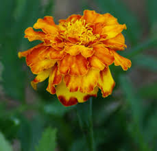 Image result for Tagetes patula