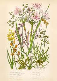 The fields were golden with buttercups. Vintage Flowers Two Poster Retro Flowers Desenio Co Uk