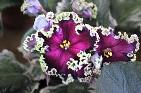 Most are of a manageable size (can be grown on a windowsill or light stand), and many will bloom readily in the home. 12 Pro Tips For Keeping Violets Happy Healthy And Blooming Garden Wcfcourier Com