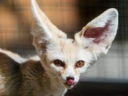 Exotic pets for sale australia. 10 Legal Exotic Pets That Pose No Threat To Public Safety Pethelpful