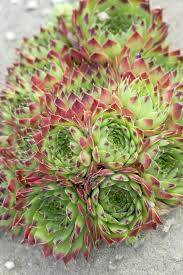Sempervivum Calcareum Succulents Sempervivum Suculent Plants