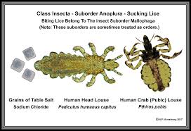 Apart from that, they can be recognized by the way they run around: Arthropods 11