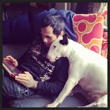 Playing Angry Birds Star Wars English Bull Terriers Angry Birds Star Wars Bull Terrier