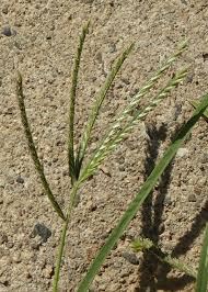 Image result for Eleusine coracana