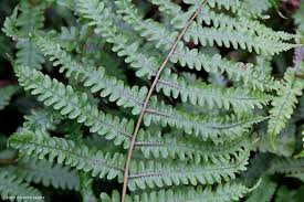 Image result for Pneumatopteris