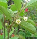 Image result for Diospyros loureiriana