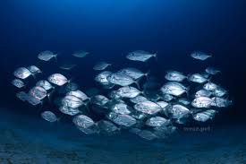 Shoal Of Fishes Wild Animals Pictures Animals Wild Animal Behavior