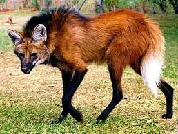 White Wolf Buffer Zones Key To Survival Of Maned Wolf Maned Wolf Rare Animals Animals Beautiful