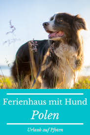 Ferienhauser Polen Mit Hund Urlaub Auf Pfoten Urlaub Mit Hund Urlaub Ferienhaus