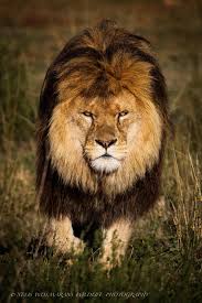 The True Lion King Animals Beautiful Wild Cats Beautiful Cats