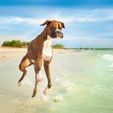 Pet friendly beach vacation rentals in destin, florida. Florida S Best Off Leash Dog Parks And Beaches Dog Friendly Beach Pet Friendly Beach Dog Beach