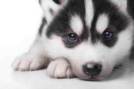 Husky Animal Wallpaper Wallpapers Minimalist