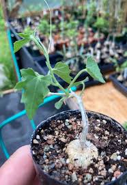 Image result for Blepharis bainesii