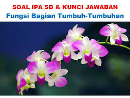 Kunci jawaban buku tematik (halaman 41). Halaman Download 50 Soal Ipa Tentang Fungsi Bagian Tumbuh Tumbuhan Jawaban Mu