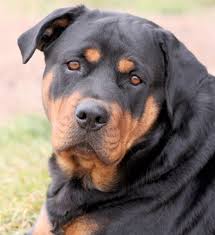Find rottweiler puppies for sale by viewing the rottweiler breeder directory categorized by state. Rottweiler
