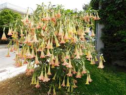 When people see their first angel trumpet, they are awed by the giant 10in long exotic. Tips For Growing Angel S Trumpet Brugmansia Garden Lovers Club