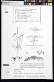 Image result for Spermacoce congensis