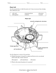 Immunofluorescence detection of intracellular targets in cells labeled with cellmask plasma membrane stains must therefore be. Plant Cell Been Labeled For You