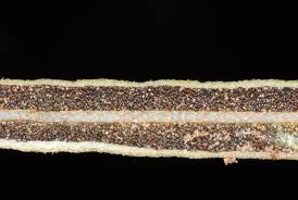 Image result for Elaphoglossum lancifolium