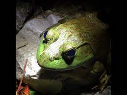 27 Frog Fishing Youtube Fishing Videos Bullfrog Fishing Pole
