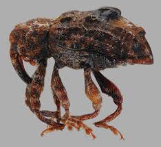Image result for Commicarpus pedunculosus