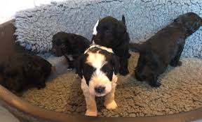 Jackapoo Puppies Dogs For Sale Price In Grande Riviere Saint Lucia