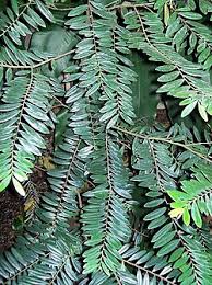 Image result for Diospyros consolatae