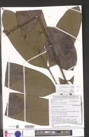 Image result for Trichoscypha lucens