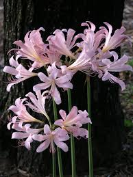 Image result for Blumea squarrosa