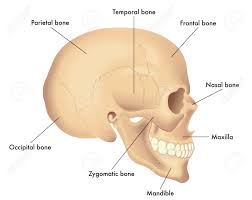 Basic Skull Anatomy