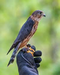 This group includes eagles, osprey, hawks, owls (great horned owl), kites. Exploring Natural Alabama Birds Of Prey Alabama Wildlife Center