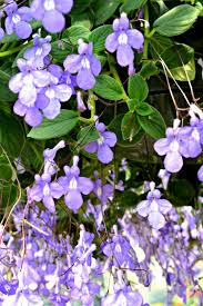 Maybe you would like to learn more about one of these? Top 5 Hanging Baskets For Shade Fairview Garden Center