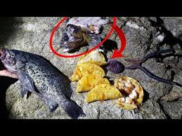 Maybe you would like to learn more about one of these? Fishing For Survival Day 1 Desperation Fish Tacos Youtube