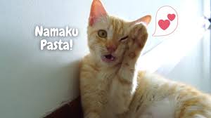 Check spelling or type a new query. Pasta Kucing Lucu Kucing Comel Yang Nakal Dan Jago Youtube