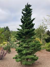 Image result for Cupressus macrocarpa