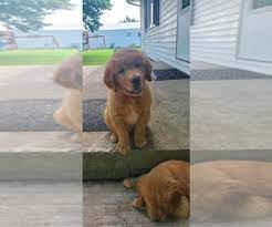 For the best experience, we recommend you upgrade to the latest version of chrome or safari. Golden Retriever Puppies For Sale Near Dayton Ohio Usa Page 1 10 Per Page Puppyfinder Com