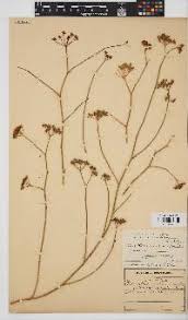 Image result for Deverra denudata