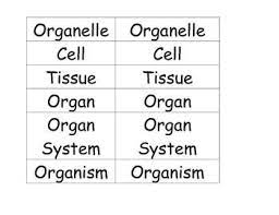 Levels Of Organization Math Math Organization Vocabulary Building Vocab
