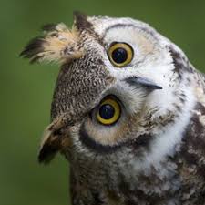 Birds Of Prey Pictures And Names I See You Beautiful Owl Owl Bird Beautiful Birds